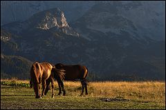 фото "Horses"
