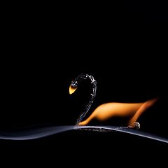photo "Swan"