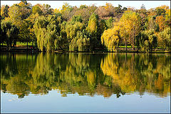 фото "The water mirror"