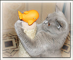 photo "животные кошка"