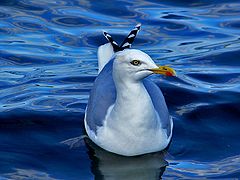 фото "Cross Tail"