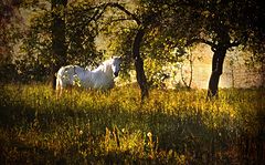 photo "Instant of a dream"