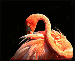 photo "***"