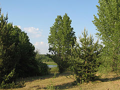 photo "Summer in Russia. Pine, poplar."