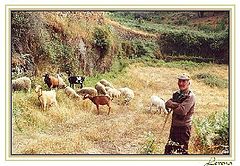 photo "Pasturing"
