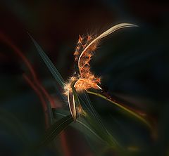 photo "***"