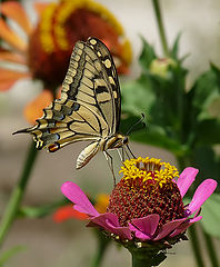 фото "Papilio machaon"