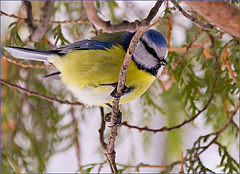 photo "A Concerned Birdy"