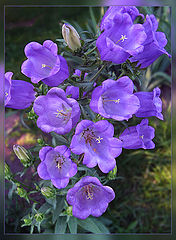 photo "a mellow chime of campanula"