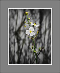 photo "Bulltongue arrowhead"