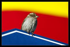 photo "A colorful little guy"