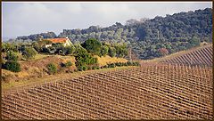 фото "Toscana III"