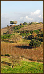 фото "Toscana IV"