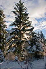 photo "One-tree snowfall"