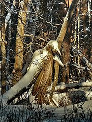 фото "...здесь леший бродит"