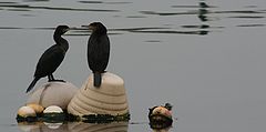 фото "cormorants"