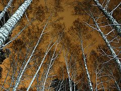 photo "*"