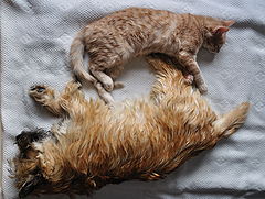 photo "Like dog and cat 02"