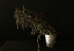 фото "Букет"