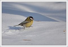 photo "Takeoff!!"