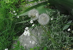 photo "***"