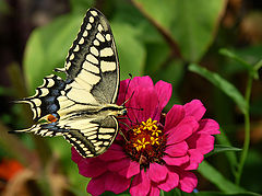 фото "Махао́н (лат. Papilio machaon)"