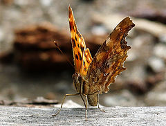 фото "Nymphalis c-album / Polygonia c-album"