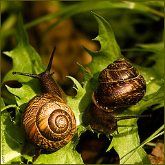 photo "***"