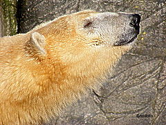 фото "Polar bear."