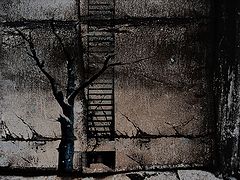 фото "Дерево"