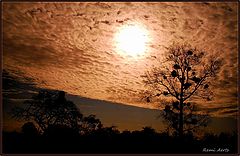 photo "Sun and mistletoe"