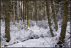 photo "Where the Maces Grow"