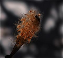 photo "***"