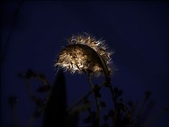 photo "***"