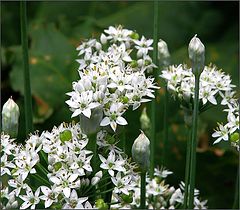 photo "Allium tuberosum flowers."