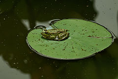 photo "***"