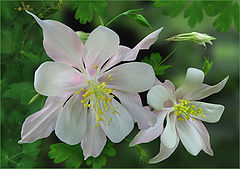 photo "a hour of triumph of Aquilegia"