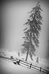 photo "Trought the mist"