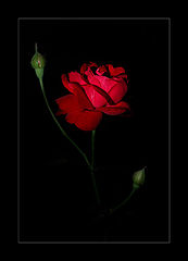 photo "Red Rose"