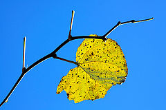 фото "The last leaf / Последний лист"