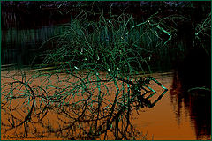 photo "***"