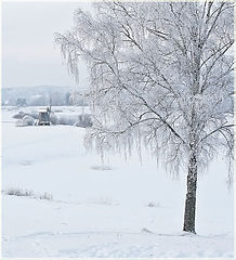 photo "Silver birch"