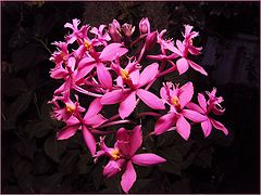 photo "Orchid - Epidendrum radicans."