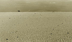 фото "Camel"
