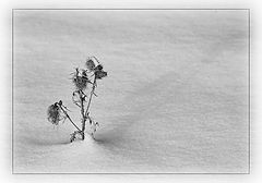 photo "***"