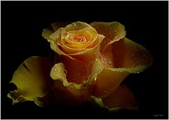 фото "Golden Sphinx"