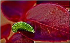 фото "Green Meenie"
