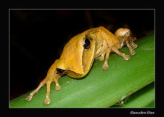 фото "Tree Frog"