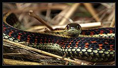 photo "Snake"