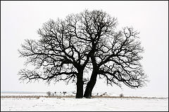 photo "Inseparable from two hundred years!"